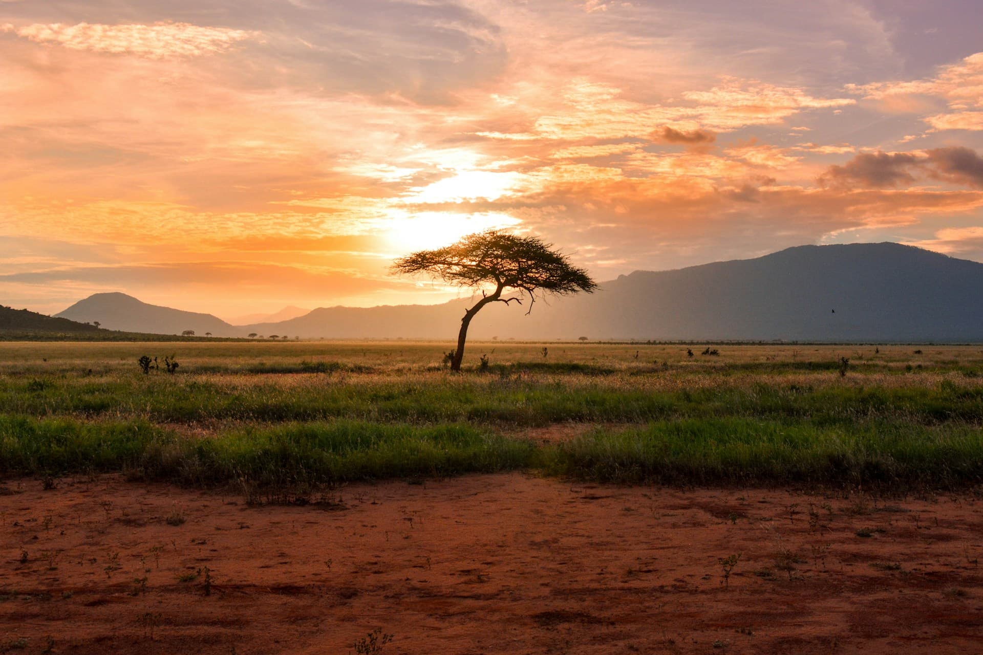 Elephants walking across the savanna with Mount Kilimanjaro in the background