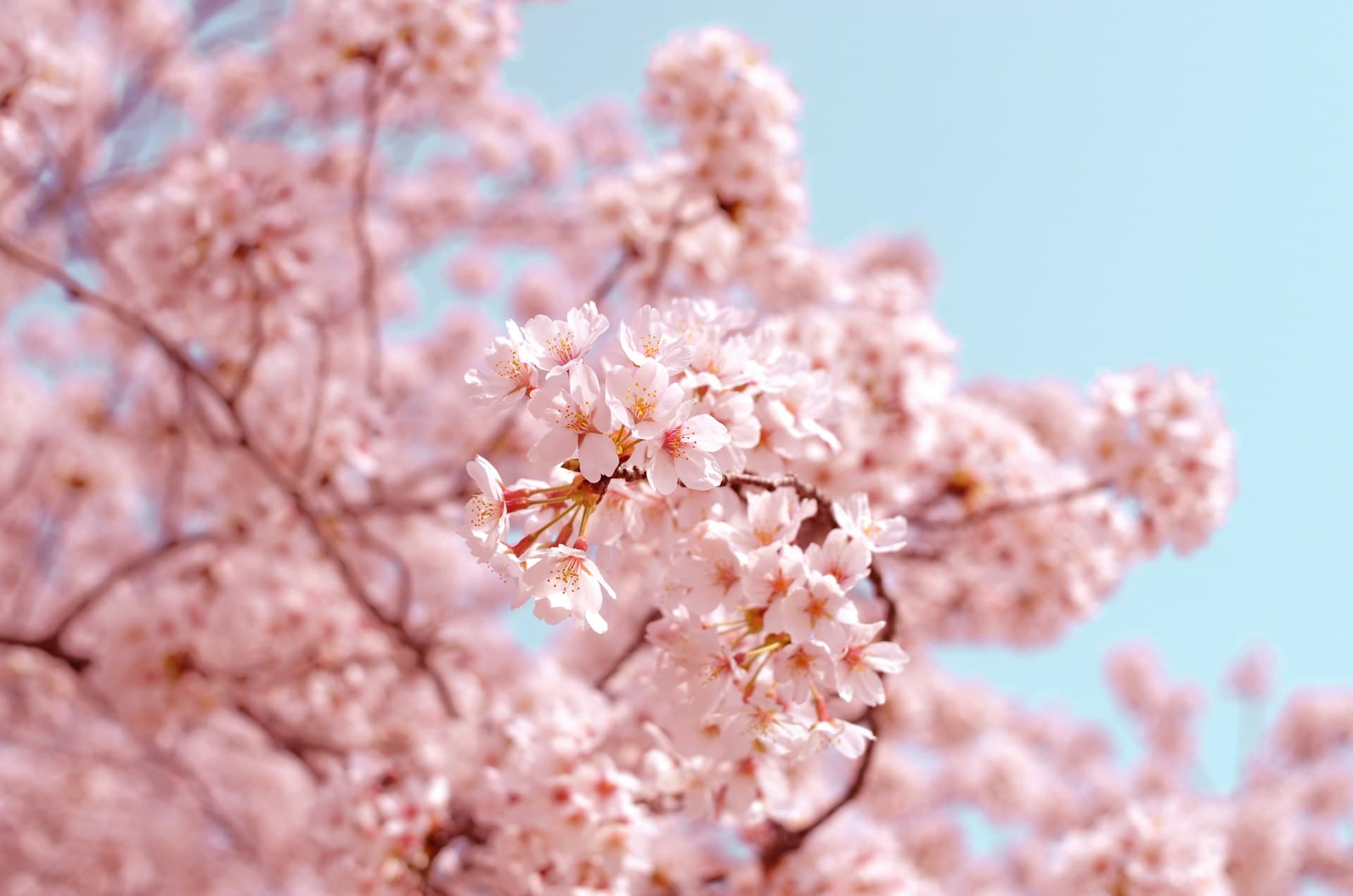Cherry blossom trees in full bloom along a river in Tokyo