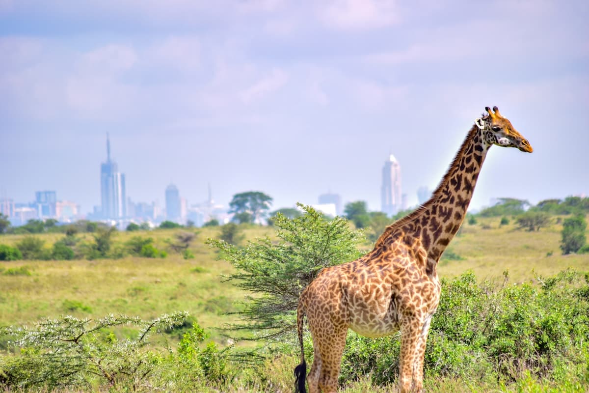 Nairobi, Kenya — 5-day itinerary highlights