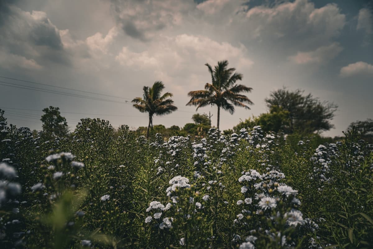 Solo traveler exploring Havana, Cuba safely