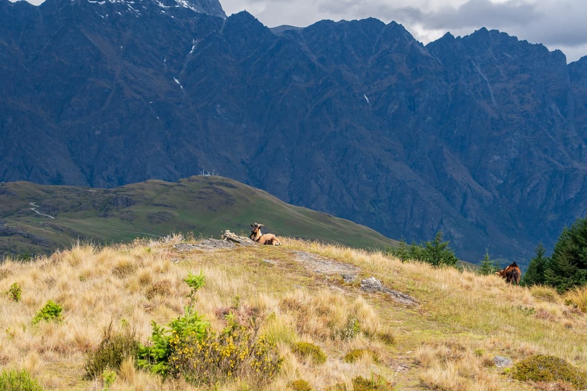 Family exploring Queenstown, New Zealand — family travel guide